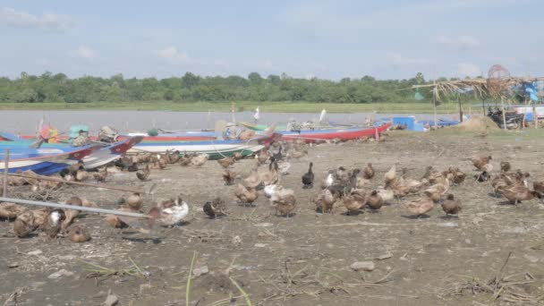 Canards Élevage Plein Air Près Étang — Video