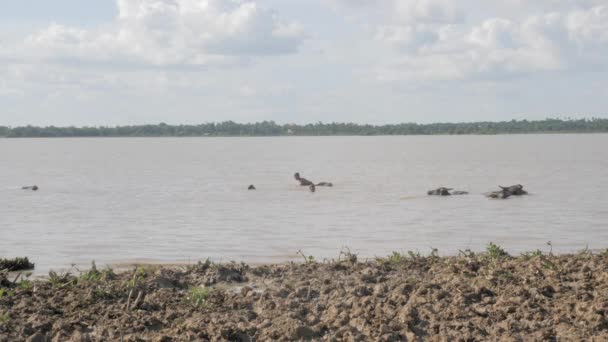 Kampong Kambodscha 2021 Kinder Spielen Fröhlich Mit Wasserbüffeln See — Stockvideo