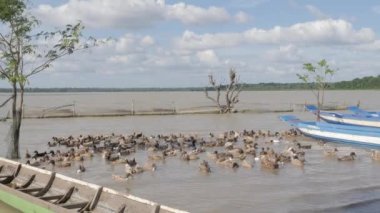 Açık denizde çiftçi ördekler