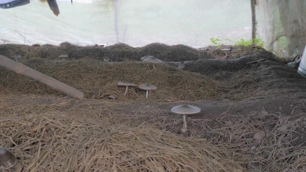 タルパリンシートの下の藁で成長するキノコ — ストック動画
