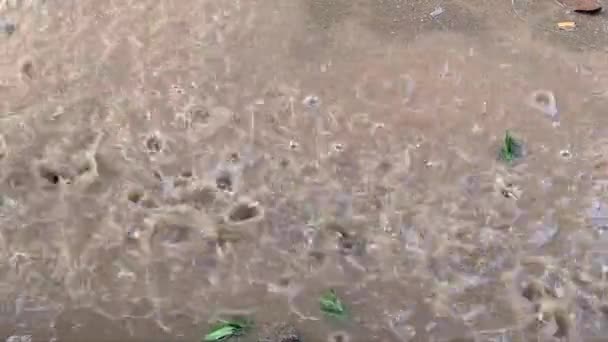 Dešťové Kapky Pleskání Louži Zblízka — Stock video