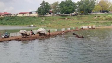 Kampong - Kamboçya - 22- 09 - 2016: Yol üzerinde toplanan tütün yapraklarıyla dolu sabit ahşap arabalar ve nehirde yıkanan atlar 