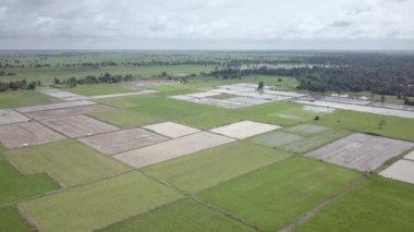 Yeşil pirinç tarlalarının ve arazi hazırlıklarının insansız hava aracı görüntüleri son hasattan sonra başlıyor.