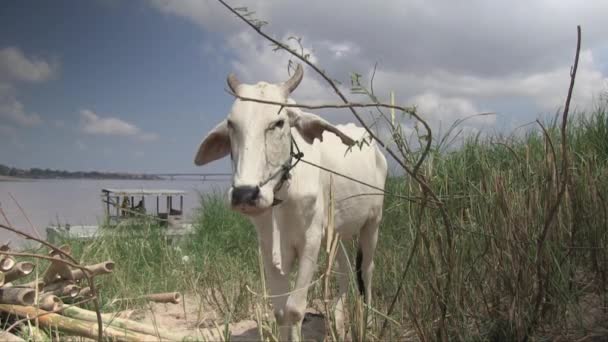 Zbliżenie Krowy Jedzącej Wysoką Trawę Polną Brzegu Rzeki — Wideo stockowe