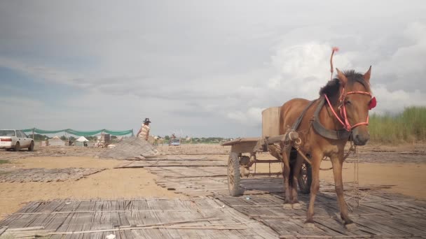 Kampong Cham Camboya 2019 Primer Plano Carro Caballos Estacionario Agricultor — Vídeos de Stock