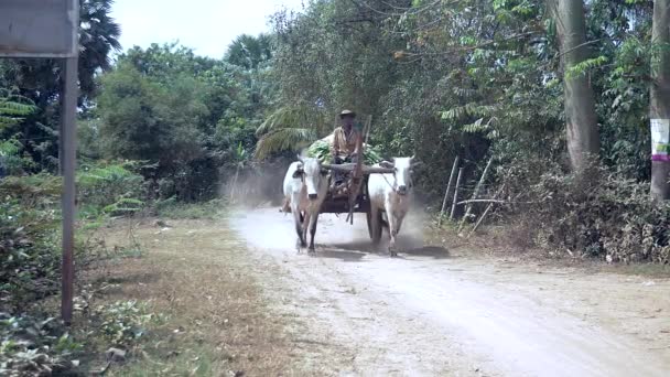 Front View Farmer Driving Oxcart Carrying Harvested Tobacco Leaves Dusty — Stock Video