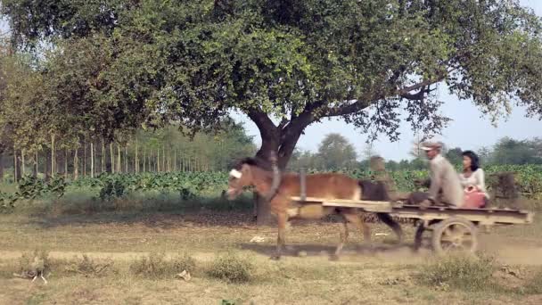 Cambodia April 2015 Close Farmer Driving Empty Horse Foal Running — Stock Video