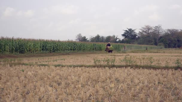 Kambodža Duben 2015 Pancíř Pro Zemědělce Který Vozí Koňský Vozík — Stock video
