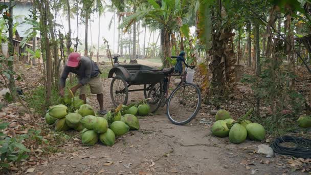 Vendedor Coco Carregando Seu Reboque Bicicleta Com Cachos Cocos Para — Vídeo de Stock