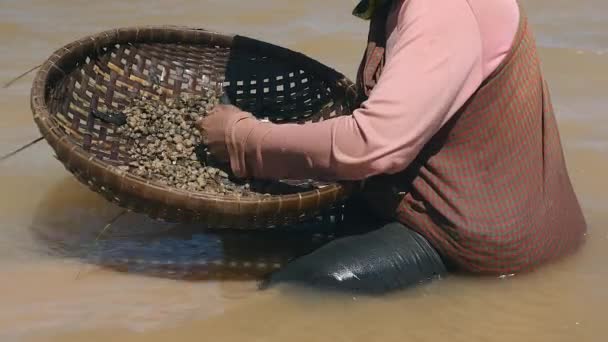 Woman Sitting Shallow River Waters Sorting Clams Out Bamboo Basket — Stock Video