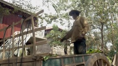 Çiftçi, ahşap arabasından biçilmiş tütün yapraklarını Stilt-house 'ların önüne götürüyor.