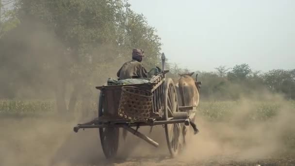 Cambodia April 2015 Farmer Driving Oxcart Carrying Harvested Tobacco Leaves — Stock Video
