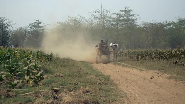 Камбоджа Апрель 2015 Года Фермер Водит Тележку Табачными Листьями Которой — стоковое видео