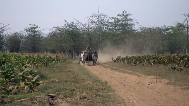 Cambodia April 2015 Farmer Driving Oxcart Carrying Harvested Tobacco Leaves — Stock Video