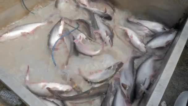 Fischverkauf Auf Dem Fischmarkt Unter Freiem Himmel — Stockvideo