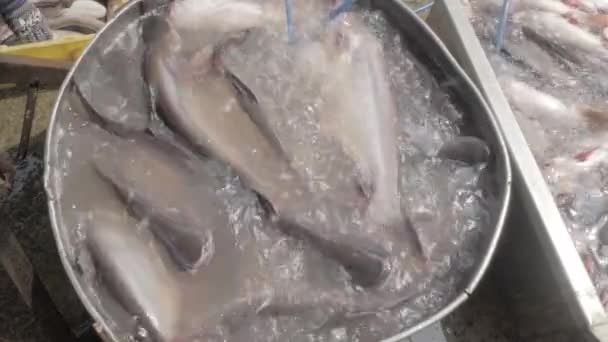 Fish Whole Sale Market Close Live Fishes Metal Basin — Stock Video