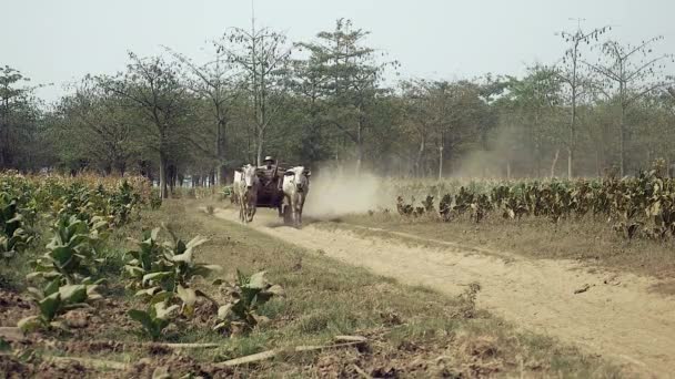 Kambodscha April 2015 Farmer Der Einen Ochsenkarren Mit Abgeernteten Tabakblättern — Stockvideo