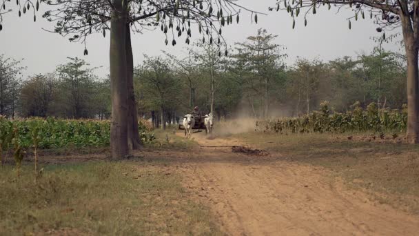 Kamboçya Nisan 2015 Tütün Tarlalarından Geçen Tozlu Toprak Yolda Hasat — Stok video