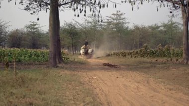 Kamboçya - Nisan 2015; Öküz arabalı, at arabalı ve tozlu yolda karavan taşıyan çiftçiler  