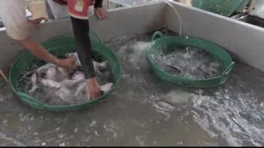 Balıklar balık çiftliğinden ayırılıyor.
