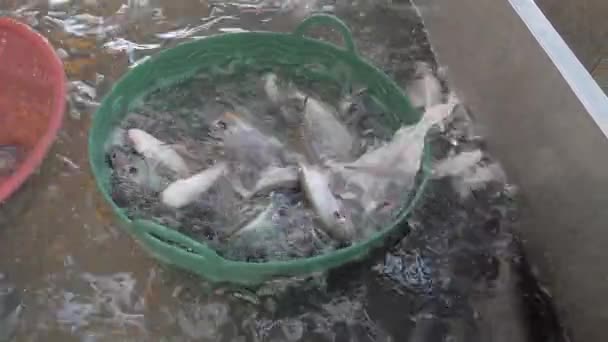 Tříděné Ryby Uvnitř Velkého Plastového Koše Chov Ryb — Stock video
