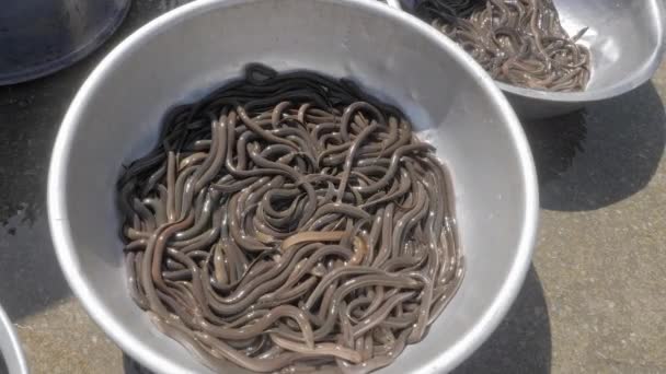 Close Captured Eels Metal Basin — Stock Video