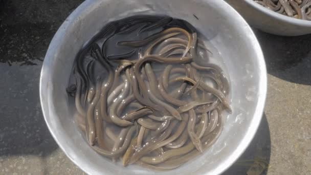 Close Captured Eels Metal Basin — Stock Video