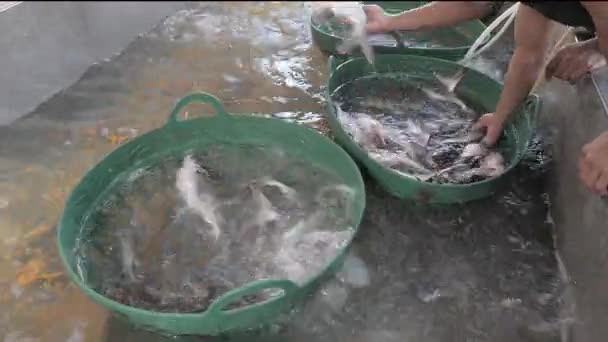 Close Fishes Being Sorted Fish Farming — Stock Video