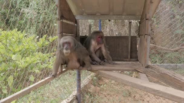 两只亚洲猴子在动物园里生活的条件很差 — 图库视频影像