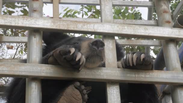 黒クマが動物園の金属製の檻に住んでいる状態が悪い — ストック動画