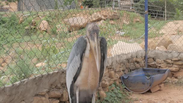 Поганий Стан Якому Птах Марок Аргала Живе Зоопарку — стокове відео