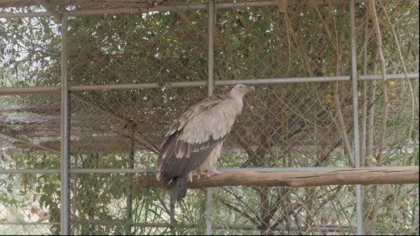 Бідний Стан Якому Орел Живе Зоопарку — стокове відео