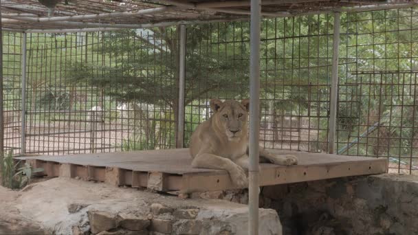 Rossz Állapotban Van Amikor Tigris Állatkertben — Stock videók