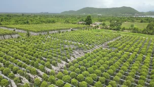 Rising Drone Shot Reveals Pepper Vines Organic Field — Stock Video