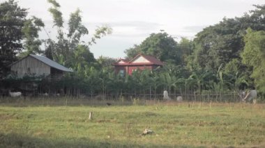 White cows grazing in a field. Small village as backdrop
