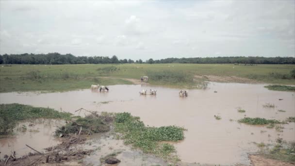 Grupo Agricultores Lavando Vacas Blancas Campo Inundado — Vídeos de Stock