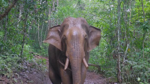 Close Elephant Spraying Mud His Trunk His Body Cool — Stockvideo