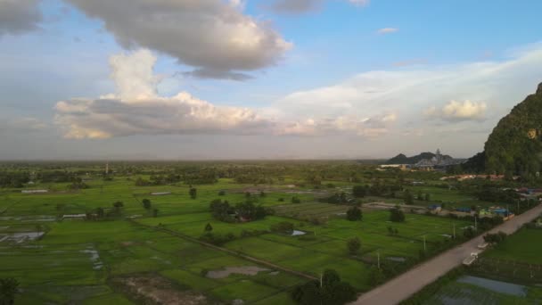 Aerial Orbit Shot Revealing Green Rice Fields End Day — Video