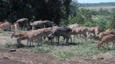 herd of deers eating grasses and leaves in the national park 