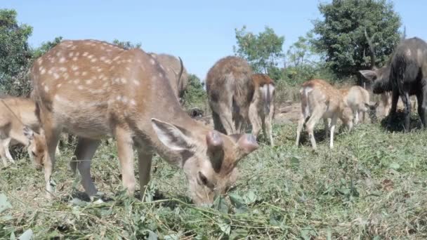 Close Deers Eating Grass Leaves Field — Stockvideo