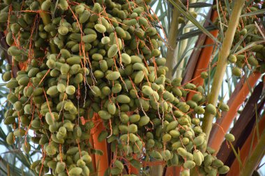 Hurma ağacının meyveleri.