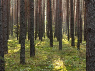 Uzun çam ormanı. Bu bir sonbahar sabahı. Ağaçların arasında yükselen güneşin ışınları tarafından aydınlatılan bir sis var..