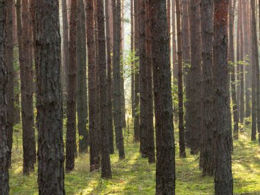 Uzun çam ormanı. Bu bir sonbahar sabahı. Ağaçların arasında yükselen güneşin ışınları tarafından aydınlatılan bir sis var..