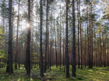 Uzun çam ormanı. Bu bir sonbahar sabahı. Ağaçların arasında yükselen güneşin ışınları tarafından aydınlatılan bir sis var..