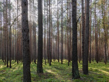 Uzun çam ormanı. Bu bir sonbahar sabahı. Ağaçların arasında yükselen güneşin ışınları tarafından aydınlatılan bir sis var..