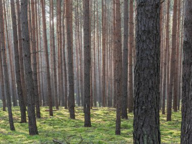 Uzun çam ormanı. Bu bir sonbahar sabahı. Ağaçların arasında yükselen güneşin ışınları tarafından aydınlatılan bir sis var..