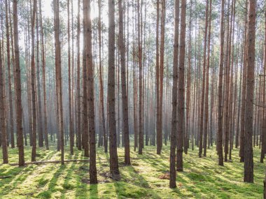Uzun çam ormanı. Bu bir sonbahar sabahı. Ağaçların arasında yükselen güneşin ışınları tarafından aydınlatılan bir sis var..