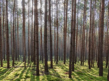 Uzun çam ormanı. Bu bir sonbahar sabahı. Ağaçların arasında yükselen güneşin ışınları tarafından aydınlatılan bir sis var..