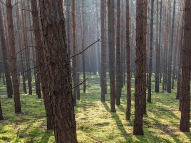 Uzun çam ormanı. Bu bir sonbahar sabahı. Ağaçların arasında yükselen güneşin ışınları tarafından aydınlatılan bir sis var..