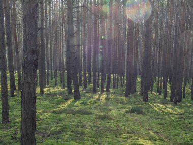Uzun çam ormanı. Bu bir sonbahar sabahı. Ağaçların arasında yükselen güneşin ışınları tarafından aydınlatılan bir sis var..